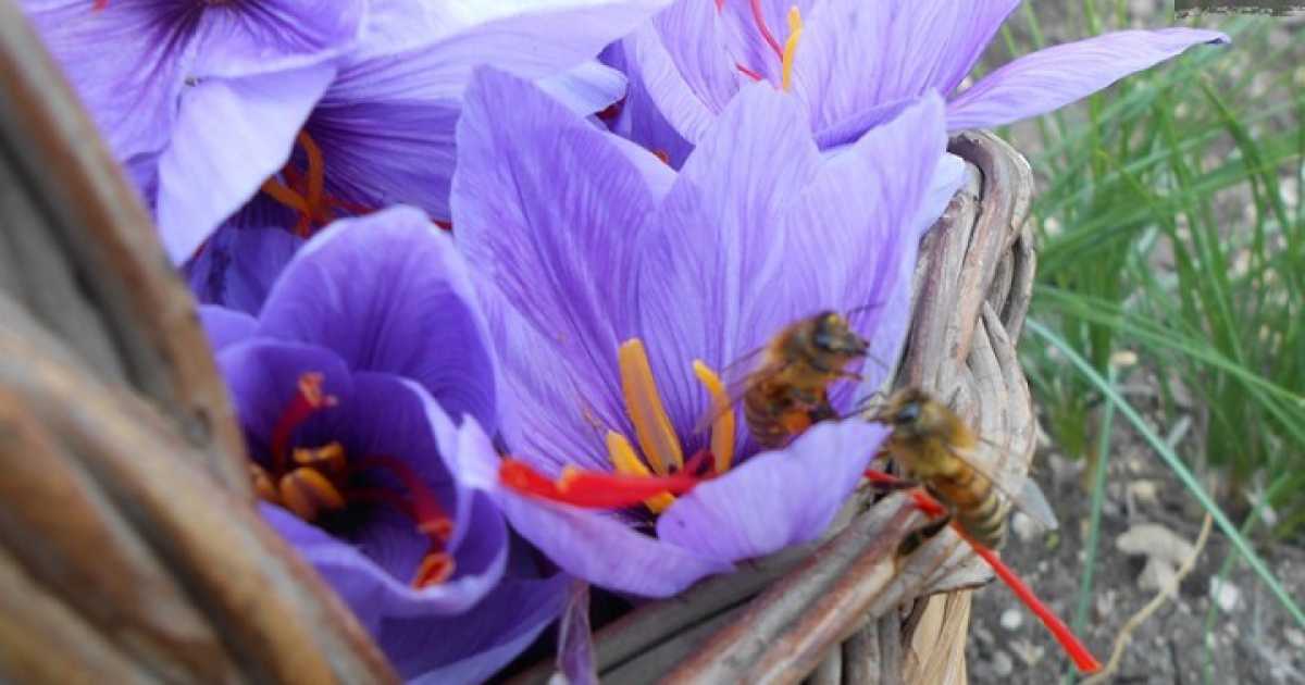 In Puglia c'� chi coltiva lo zafferano: il delicato oro rosso di Deliceto